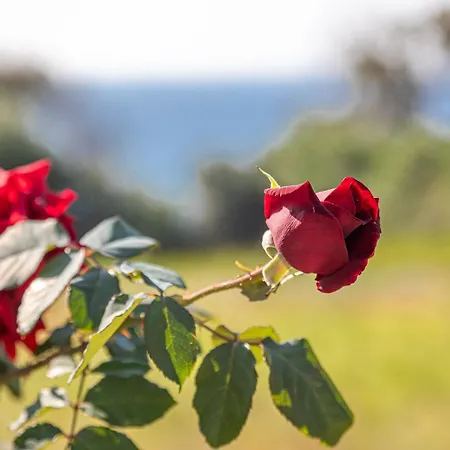 Kalypso With Private Swimming Pool Villa Chalikounas