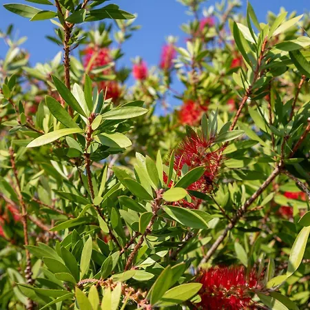 Villa Kalypso With Private Swimming Pool Chalikounas